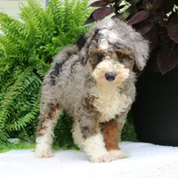 Bentley, a male Bernedoodle for sale in Narvon, PA – 3 of 10