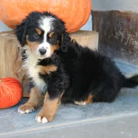 Benny, a male Miniature Bernedoodle for sale in Narvon, PA – 4 of 6