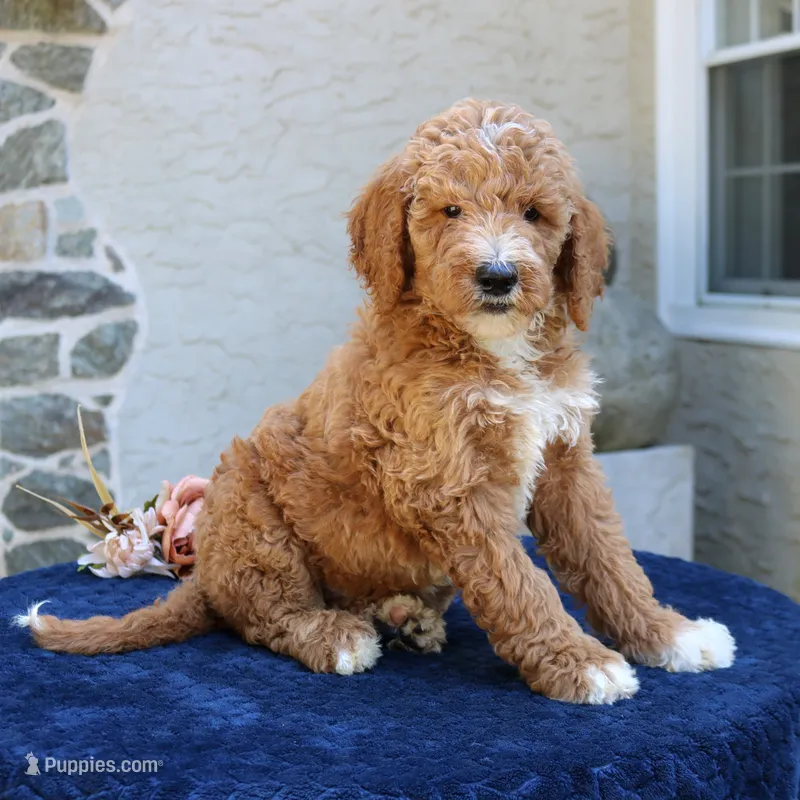 Scout – Goldendoodle puppy for sale in Narvon, PA