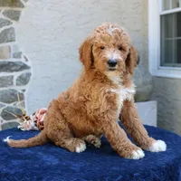 Scout, a male Goldendoodle for sale in Narvon, PA – 1 of 6