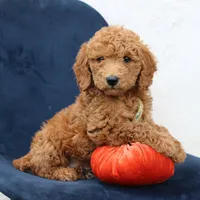 Landon, a male Miniature Goldendoodle for sale in Narvon, PA – 3 of 4