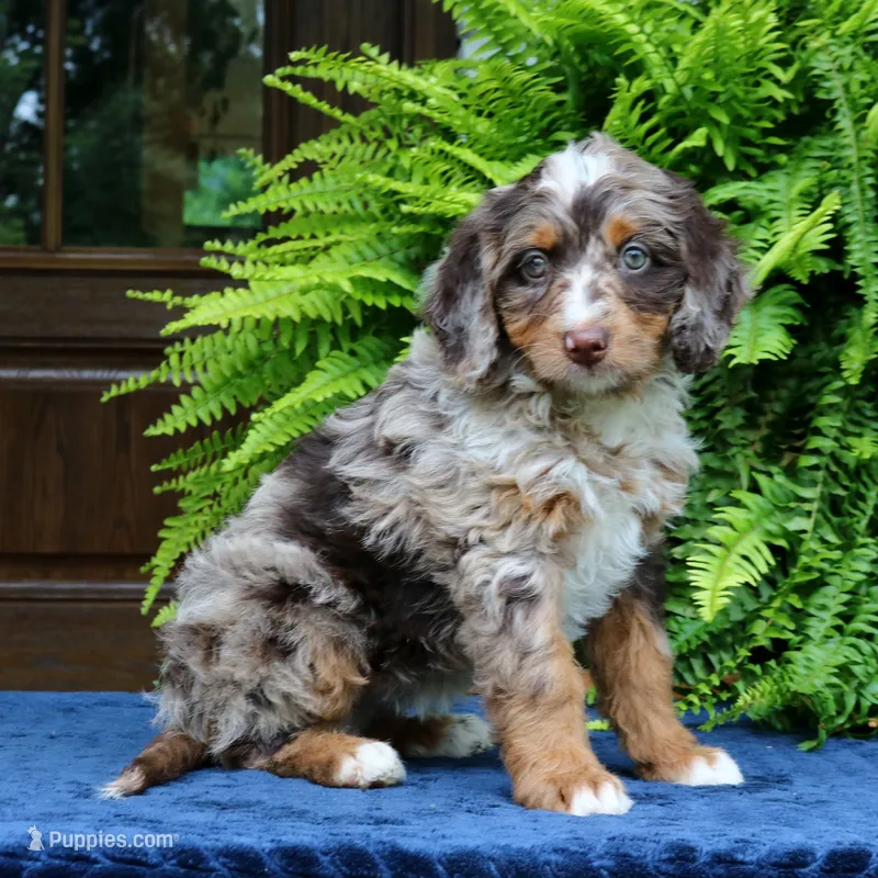 Ruby – Bernedoodle puppy for sale in Narvon, PA