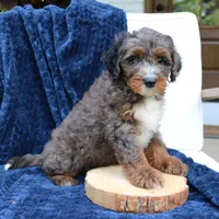 Denver, a male Miniature Bernedoodle for sale in Narvon, PA – 1 of 7