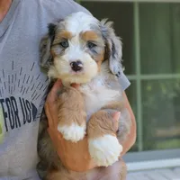 Gemma, a female Bernedoodle for sale in Narvon, PA – 8 of 8