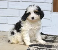 Sage , a female Cavapoo for sale in Narvon, PA – 5 of 6