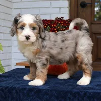 Gemma, a female Bernedoodle for sale in Narvon, PA – 7 of 8
