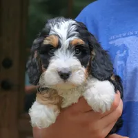 Cash, a male Cavapoo for sale in Narvon, PA – 4 of 6
