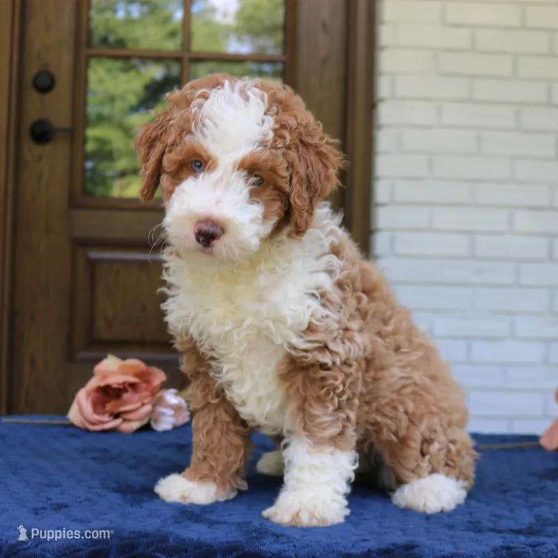 Bella – Bernedoodle puppy for sale in Narvon, PA