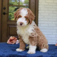 Bella, a female Bernedoodle for sale in Narvon, PA – 1 of 9