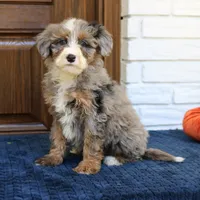 Simba, a male Miniature Bernedoodle for sale in Narvon, PA – 6 of 7
