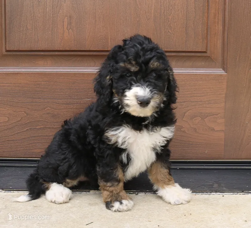 Gina   Mini f2b – Miniature Bernedoodle puppy for sale in Narvon, PA