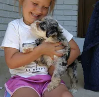 Willow mini f1bb, a female Miniature Bernedoodle for sale in Narvon, PA – 4 of 6