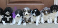 Gina   Mini f2b, a female Miniature Bernedoodle for sale in Narvon, PA – 4 of 8
