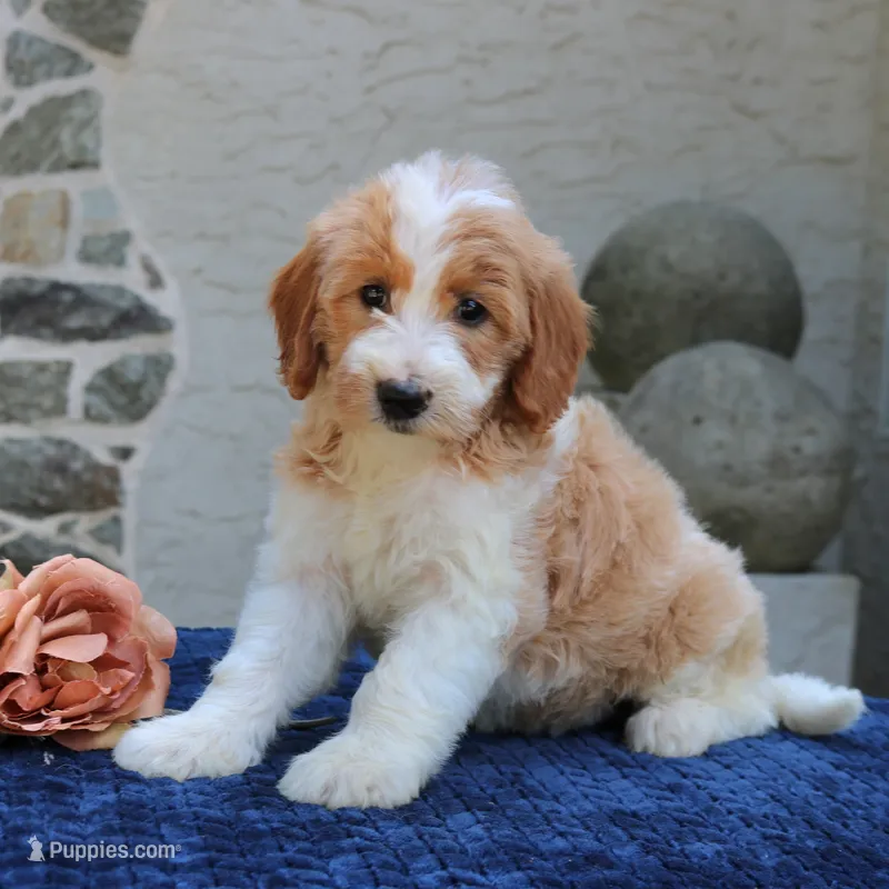 Dolly – Goldendoodle puppy for sale in Narvon, PA