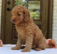 Trixie, a female Miniature Goldendoodle for sale in Narvon, PA – 2 of 4