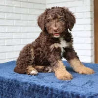Rita, a female Bernedoodle for sale in Narvon, PA – 5 of 8