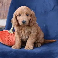 Luna, a female Miniature Goldendoodle for sale in Narvon, PA – 2 of 6