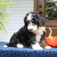 Panda, a male Miniature Bernedoodle for sale in Narvon, PA – 7 of 10
