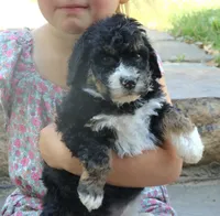 Gina   Mini f2b, a female Miniature Bernedoodle for sale in Narvon, PA – 2 of 8