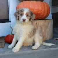 Bear, a male Miniature Bernedoodle for sale in Narvon, PA – 2 of 6