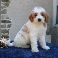 Dawson, a male Goldendoodle for sale in Narvon, PA – 5 of 5