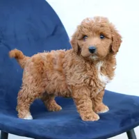 Legend, a male Miniature Goldendoodle for sale in Narvon, PA – 2 of 7