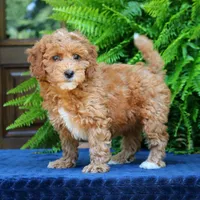 Nelly, a female Goldendoodle for sale in Narvon, PA – 6 of 9