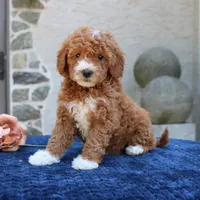 Dakota, a female Goldendoodle for sale in Narvon, PA – 4 of 5