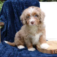 Dakota, a female Miniature Bernedoodle for sale in Narvon, PA – 4 of 6