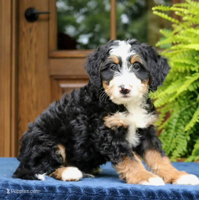 Ringo – Bernedoodle puppy for sale in Narvon, PA