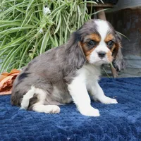Juno, a male Cavalier King Charles Spaniel for sale in Narvon, PA – 3 of 10