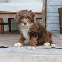 Dexter, a male Miniature Bernedoodle for sale in Narvon, PA – 4 of 7