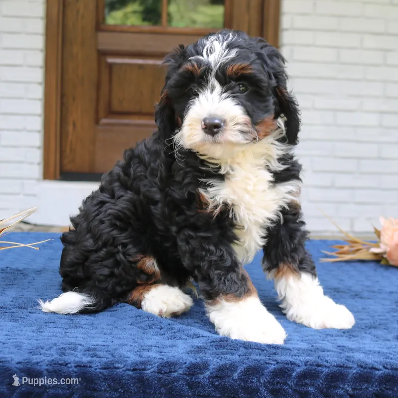 Denver – Bernedoodle puppy for sale in Narvon, PA