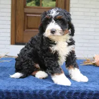 Denver, a male Bernedoodle for sale in Narvon, PA – 1 of 6