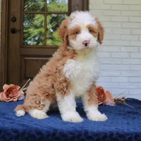 Baxter, a male Bernedoodle for sale in Narvon, PA – 2 of 10