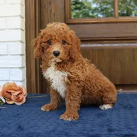 Steve, a male Goldendoodle for sale in Narvon, PA – 2 of 4