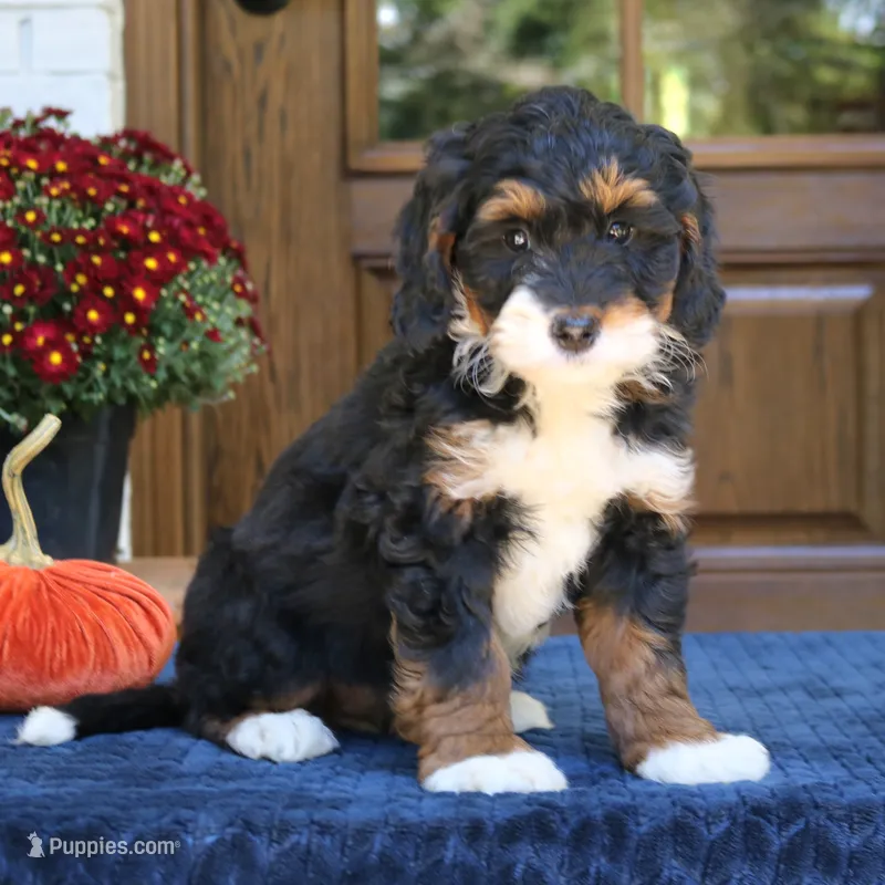 Grace – Bernedoodle puppy for sale in Narvon, PA
