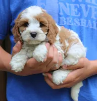Callie, a female Cavapoo for sale in Narvon, PA – 7 of 7
