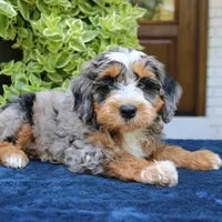 Evertte, a male Bernedoodle for sale in Narvon, PA – 3 of 6