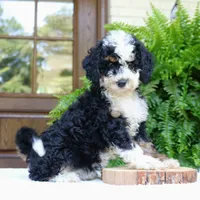 Birdie, a female Bernedoodle for sale in Narvon, PA – 2 of 7