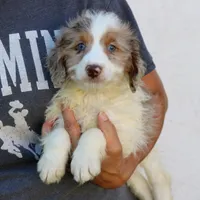 Bear, a male Miniature Bernedoodle for sale in Narvon, PA – 3 of 6