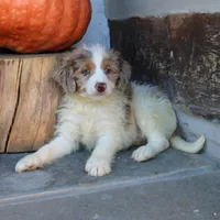 Bear, a male Miniature Bernedoodle for sale in Narvon, PA – 6 of 6