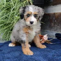 Pearl, a female Miniature Bernedoodle for sale in Narvon, PA – 1 of 10