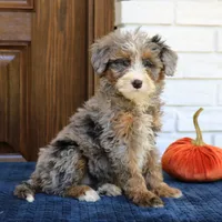 Simba, a male Miniature Bernedoodle for sale in Narvon, PA – 4 of 7