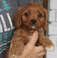 Betty  F1B , a female Cavapoo for sale in Narvon, PA – 6 of 6