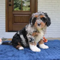 Daisy, a female Bernedoodle for sale in Narvon, PA – 4 of 6