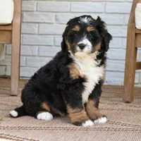 Gizmo, a male Bernedoodle for sale in Narvon, PA – 2 of 6