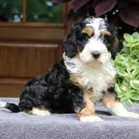 Cash, a male Cavapoo for sale in Narvon, PA – 3 of 6