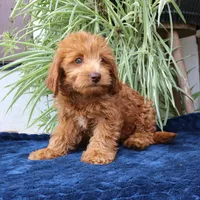 Honey, a female Goldendoodle for sale in Narvon, PA – 5 of 6