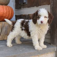 Bailey, a female Miniature Bernedoodle for sale in Narvon, PA – 2 of 4